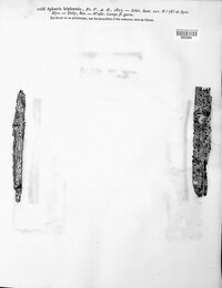 Dendrostoma leiphaemia image